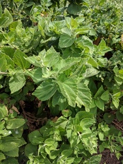 Brickellia peninsularis