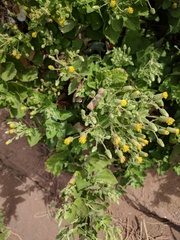 Brickellia peninsularis