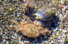 Buccinastrum deforme