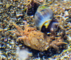 Buccinastrum deforme