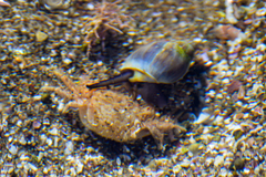 Buccinastrum deforme