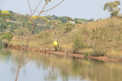 Tyrannus albogularis