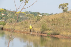 Tyrannus albogularis