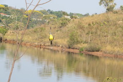 Tyrannus albogularis