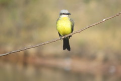 Tyrannus albogularis