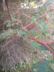Phytolacca americana