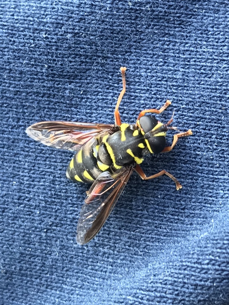 Meromacrus currani