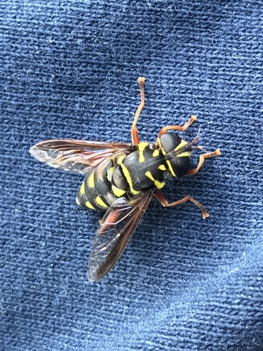 Meromacrus currani