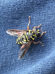Meromacrus currani