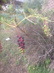 Phytolacca americana