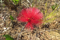 Calliandra dysantha