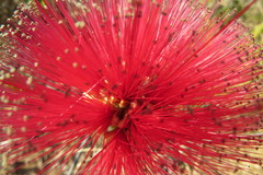 Calliandra dysantha