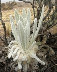 Espeletia schultzii