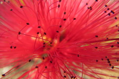 Calliandra dysantha