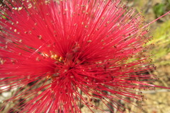 Calliandra dysantha