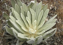 Espeletia schultzii