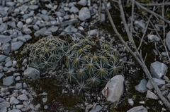 Coryphantha cornifera