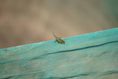 Tagasta marginella