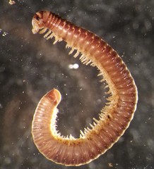 Cylindroiulus truncorum