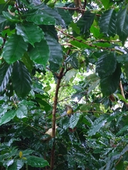 Arachnothera longirostra