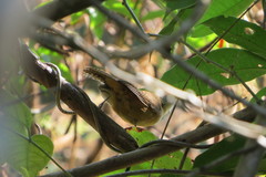 Cantorchilus leucotis