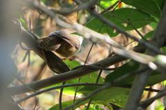 Cantorchilus leucotis