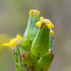 Senecio glossanthus