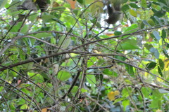 Cantorchilus leucotis