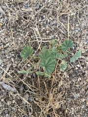 Malva parviflora