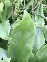 Eryngium serra