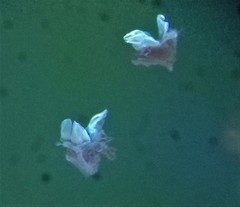 Cylindroiulus truncorum