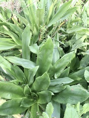 Eryngium serra