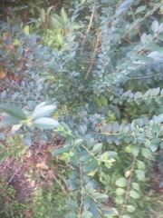 Ligustrum sinense
