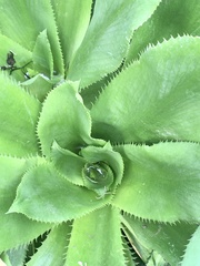 Eryngium serra