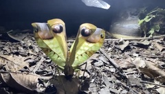 Pterochroza ocellata