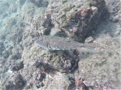 Sphoeroides lobatus