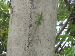 Anolis viridius