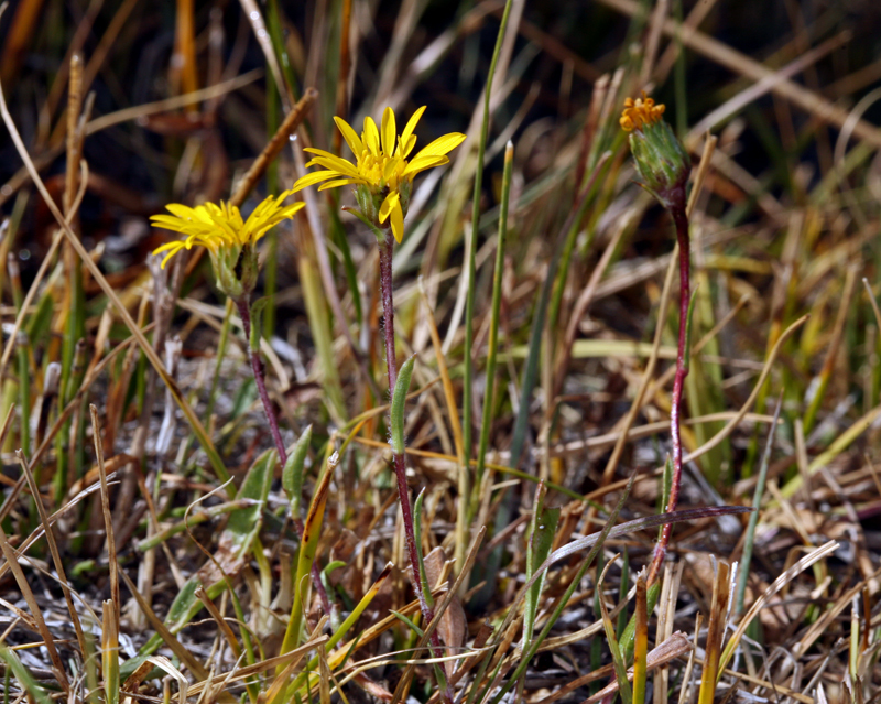 Pyrrocoma uniflora