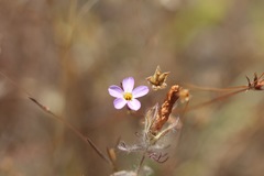 Leptosiphon ambiguus