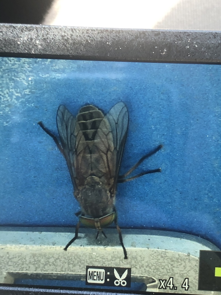 Hybomitra pediontis