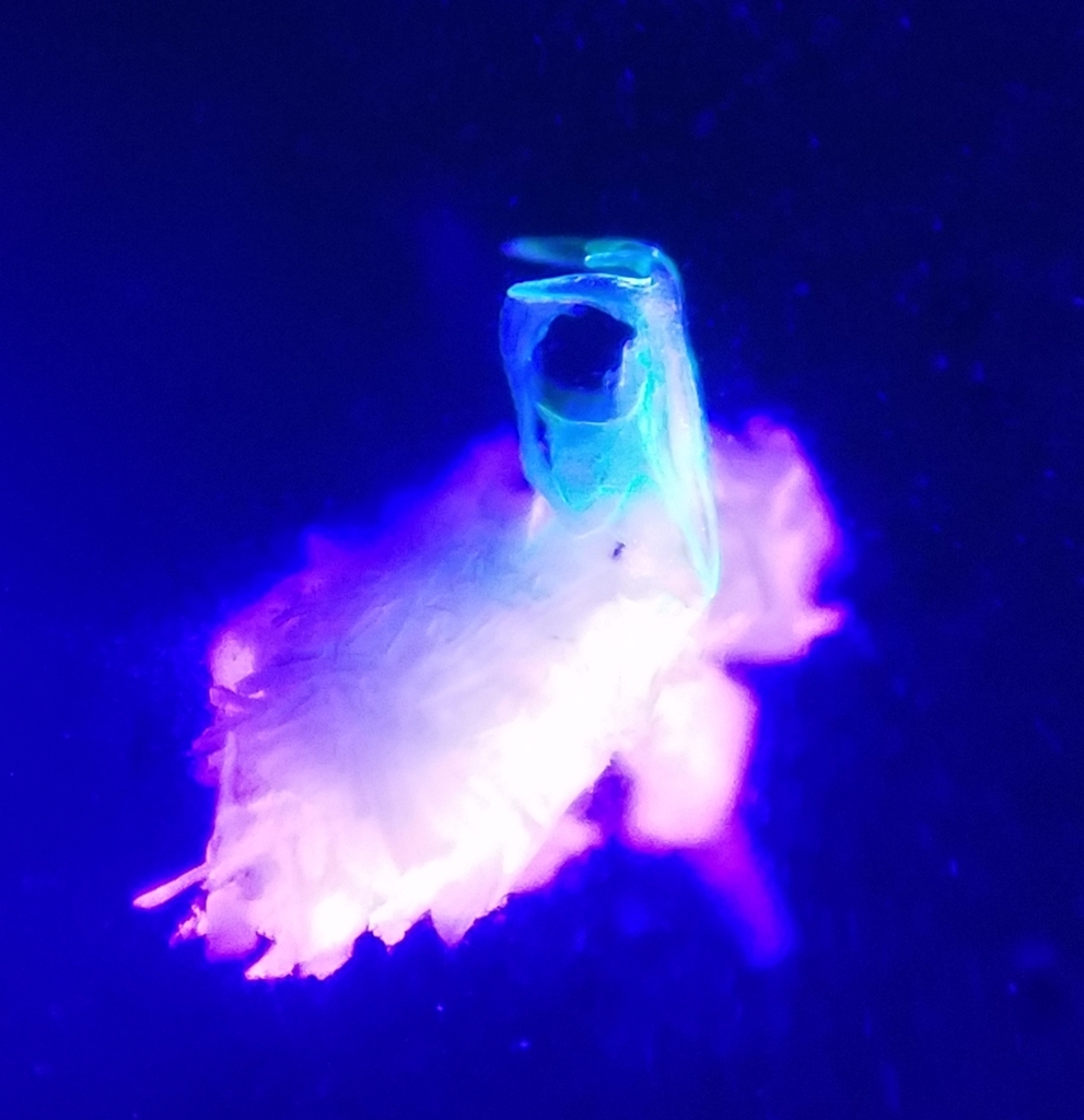 Cleidogona caesioannulata