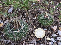 Echinofossulocactus dichroacanthus