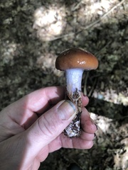 Cortinarius collinitus