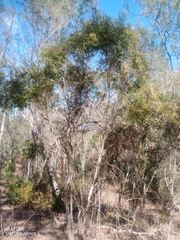 Pittosporum viscidum