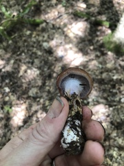 Cortinarius collinitus