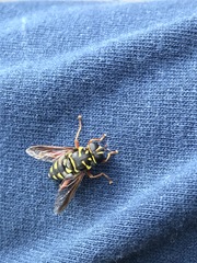 Meromacrus currani