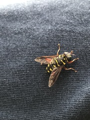 Meromacrus currani
