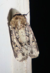 Spodoptera umbraculata