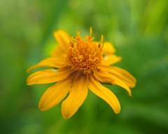 Melampodium divaricatum