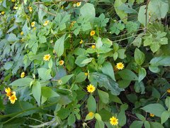 Melampodium divaricatum